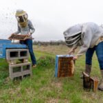 Hive Inspections and Recordkeeping