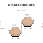 What Are Disaccharides? A General Overview of Double Sugars