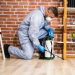 Pest Control Maitland: Solutions for a Pest-Free Environment