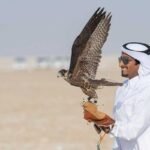 Falcon Activity