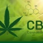 cannabidiol-market-in-mexico