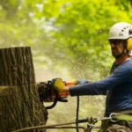 Top Arborist Services in CT