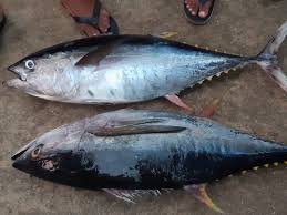 Tuna Fish Market Analysis Size And Forecast Report 2024-2032