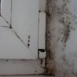 Mold Inspections in Maryland