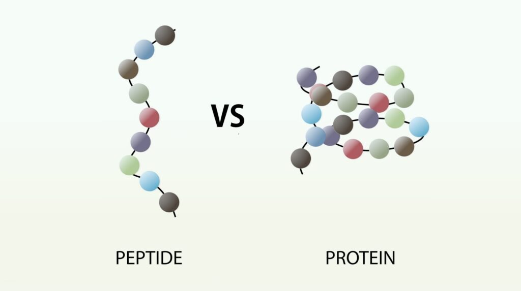 Peptide vs Protien