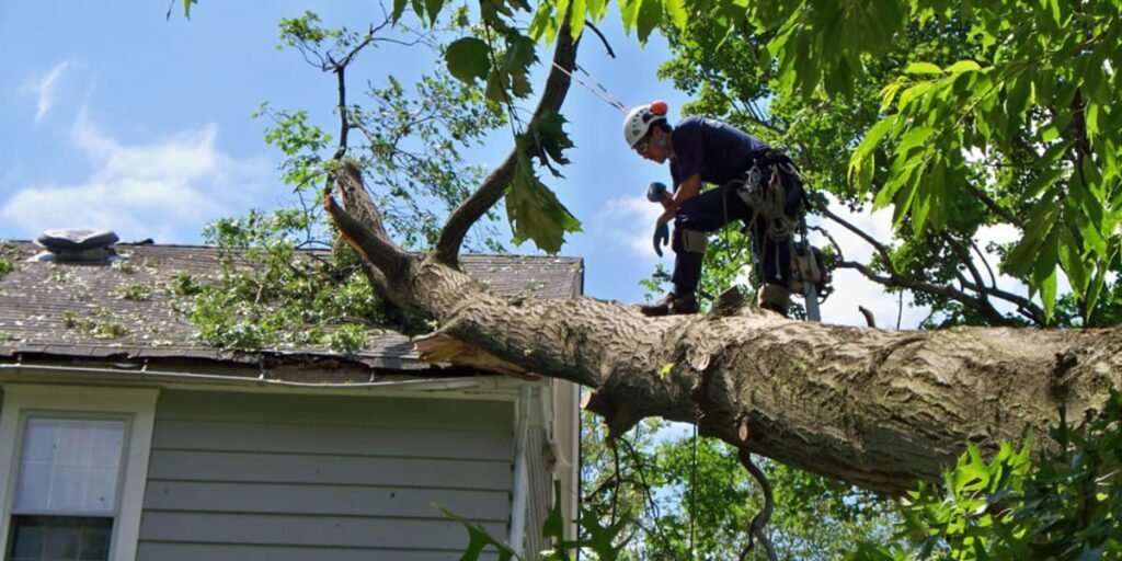 Tree Trimming Services in Arlington, TX: A Complete Solution