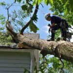 Tree Trimming Services in Arlington, TX: A Complete Solution