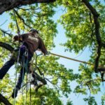 affordable tree service