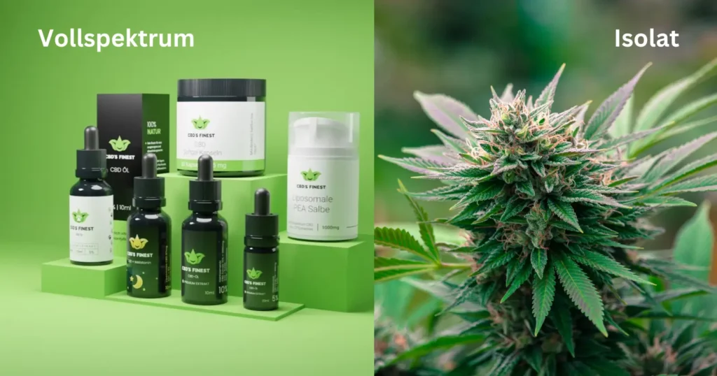 Full-spectrum CBD oil vs isolate CBD Oil