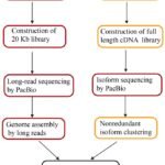 Generate Genome Assemblies Using Long Sequencing Reads