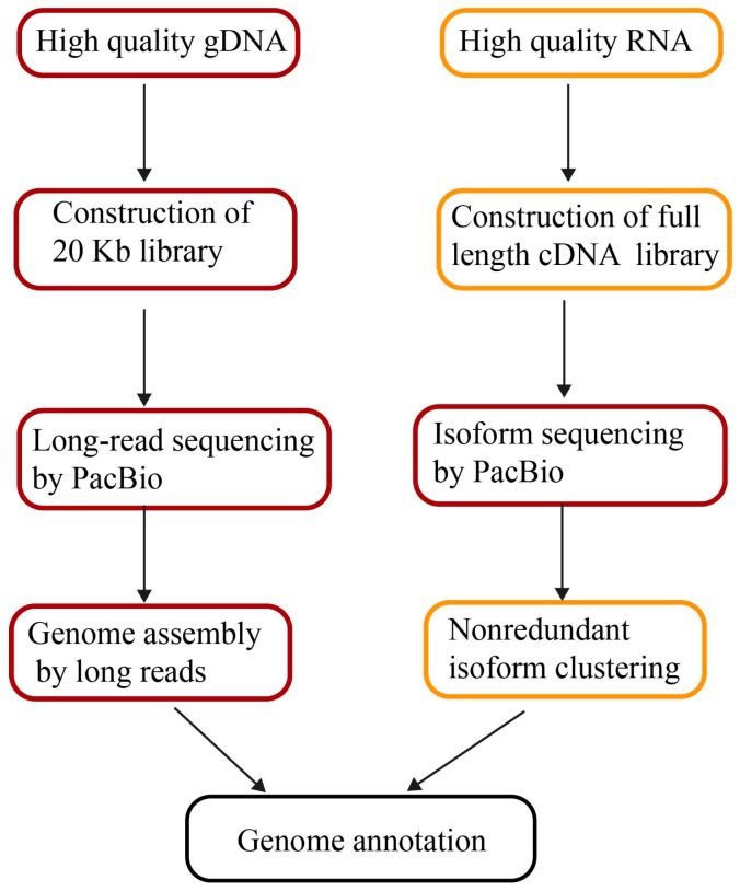 Generate Genome Assemblies Using Long Sequencing Reads