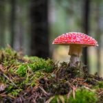 Mushroom Market Growth, Trend, Forecast and Competitive Outlook, 2030