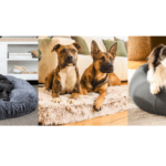 Large memory foam dog bed Singapore