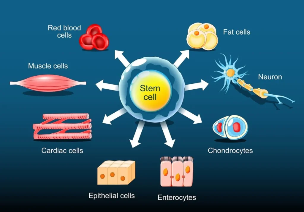 Discover the Best Stem Cell Therapy