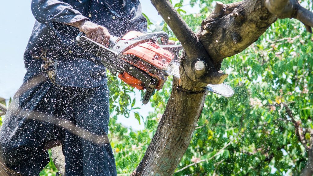 Tree Removal Services in Kernersville