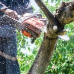 Tree Removal Services in Kernersville