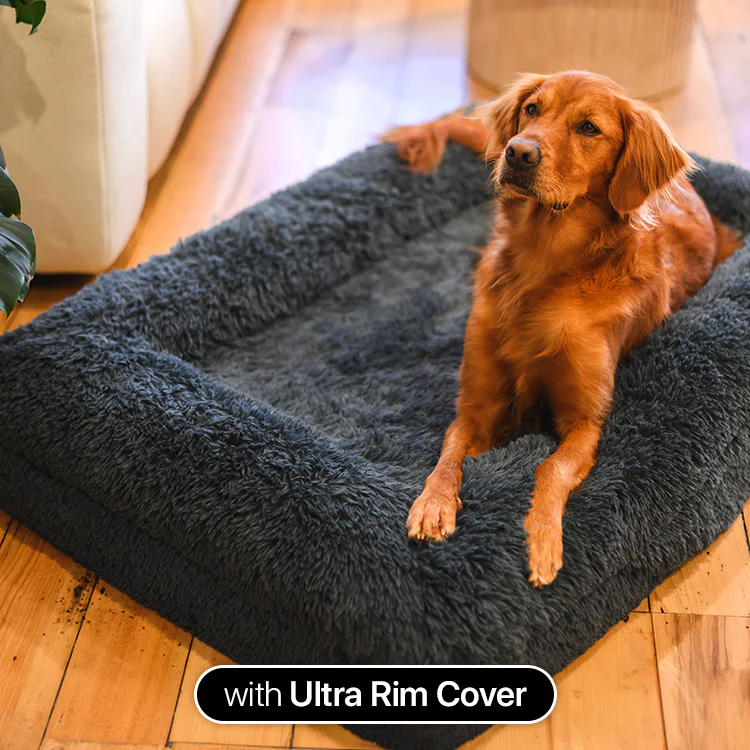 The Average Cost of Dog Beds: What to Expect and How to Choose