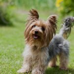 A Complete Guide to Buying Puppies Scotland Finding Your Perfect